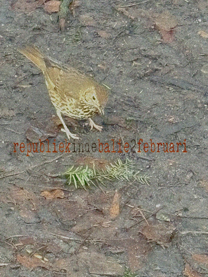 republiek beeld totaal 2 feb 26